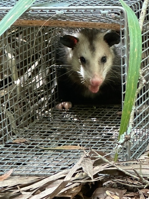 Opossums